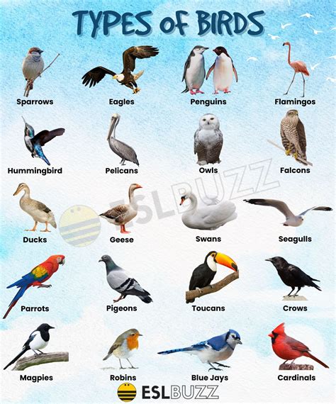 birmeaning|[Ask the Tax Whiz] What are the different types of BIR .